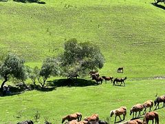 -关山草原
