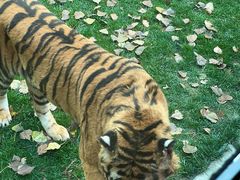 -北京野生动物园