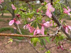 -天适樱花悠乐园
