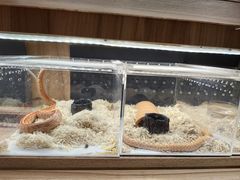 -酷以爬仙阁实体爬宠店·守宫·蜥蜴·专业繁育