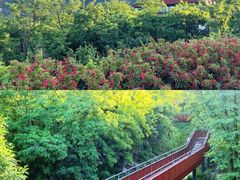 -紫云台香草园
