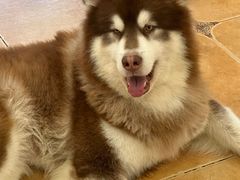 -Let's go狗咖·猫咖·奶狗·桌游(春熙路IFS店)