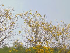 -狐尾山公园