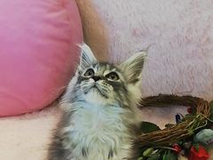 -十年猫舍·猫咪专门店(普陀店)