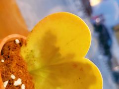 -AHAVA·Fang Baking Studio