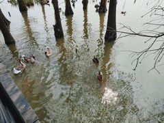 -海珠湖公园