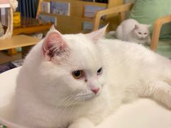 -MOYOYO猫咪咖啡店