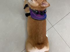 -汪说喵讲宠物乐园宠物酒店(红星美凯龙店)