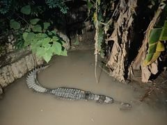 -清迈夜间动物园