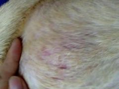 -创凡宠物医院·骨专科  猫科中心(西乡分院)