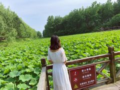 -合肥滨湖国家森林公园