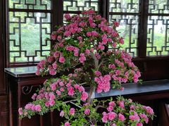 -上海醉白池公园