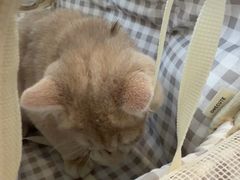 -御宝贝·A梦猫科宠物医院(国际猫友好医院)