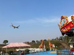 -空港花田景区