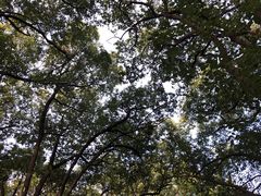 -上海佘山国家森林公园天马山园