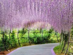 -大塘金香草谷