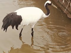 -盐城丹顶鹤湿地生态旅游区