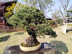 -江心屿景区