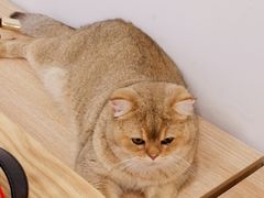 -有喵·猫咖·狗咖·30几只猫10只小狗(岗厦店)