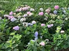 -汉长安城未央宫国家考古遗址公园