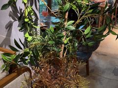 -咖法森林·咖啡  酒吧(天河店)