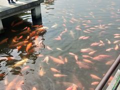 -西湖外事游船(花港观鱼码头)