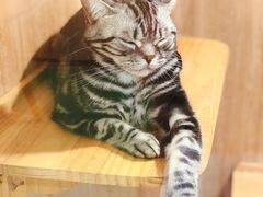 -藦茜花园宠物主题亲子互动体验馆(国顺东路店)