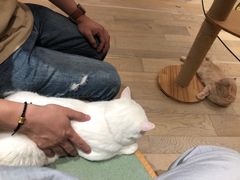 -CAT’S MEWSTAR CAFE·喵星球猫屋(晴湾咖啡店)