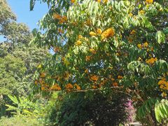 -中国科学院西双版纳热带植物园