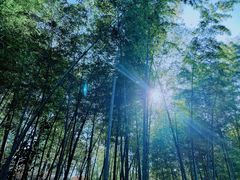 -冶父山国家森林公园