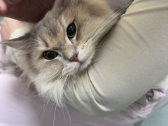 -动物缘宠物医院·骨科·猫科(西二环店)