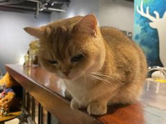 -咖法森林·咖啡  酒吧(天河店)