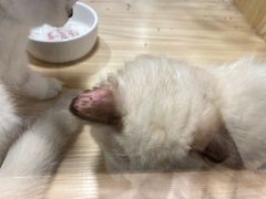 -屋虎猫馆(宝安大仟里店)