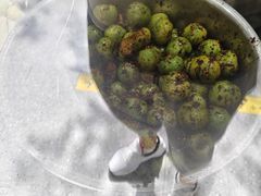 -雪儿钱局泡菜