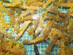 -驻海渔市(置信店)