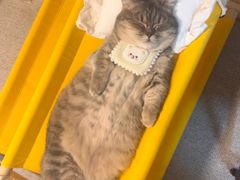 -欣宠猫屋·矮脚拿破仑·蓝金金渐层