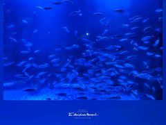 -太平洋海底世界