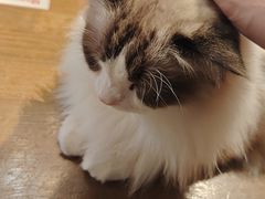 -猫猫幼稚园·撸猫·桌游·电玩