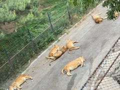 -大连森林动物园