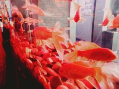 -北京餐厅