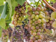 -金谷域澳洲庄园