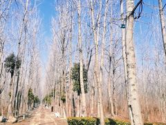 -合肥滨湖国家森林公园