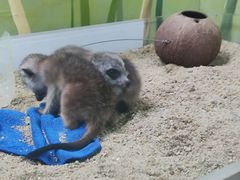 -广州长隆野生动物世界