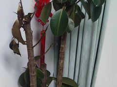 -双季花艺园艺市场(浦东店)