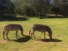 -威勒比开放式动物园