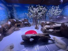 -上海海昌海洋公园-冰山北极馆