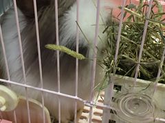 -藦茜花园宠物主题亲子互动体验馆(国顺东路店)