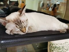 -猫和宫(六道口店)