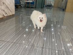 -瑞派名望志远动物医院·猫科·內科·异宠专科(直港大道店)