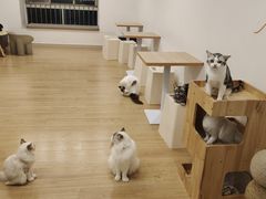 -有喵·猫咖·狗咖·30几只猫10只小狗(岗厦店)